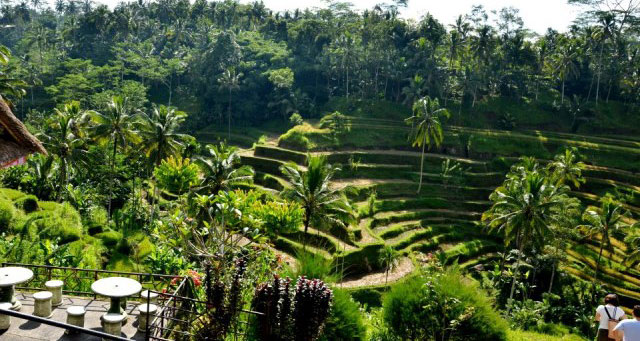 Rice terraces