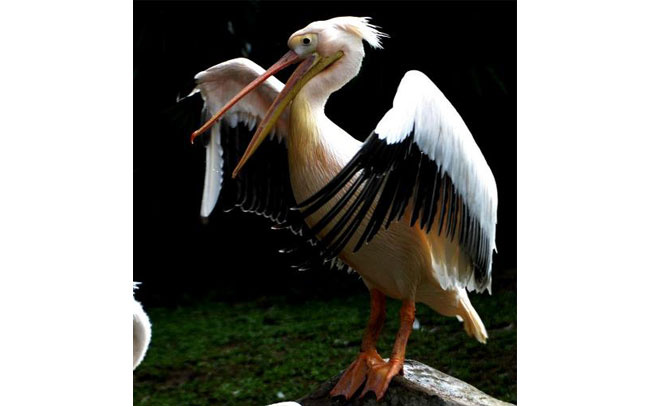 Why are politicians always angry?