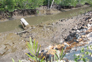 Aquaculture project threatens mangroves and fishermen livelihood