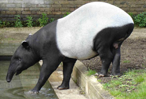 Balasan panda, Malaysia cadang pinjamkan tenuk kepada China
