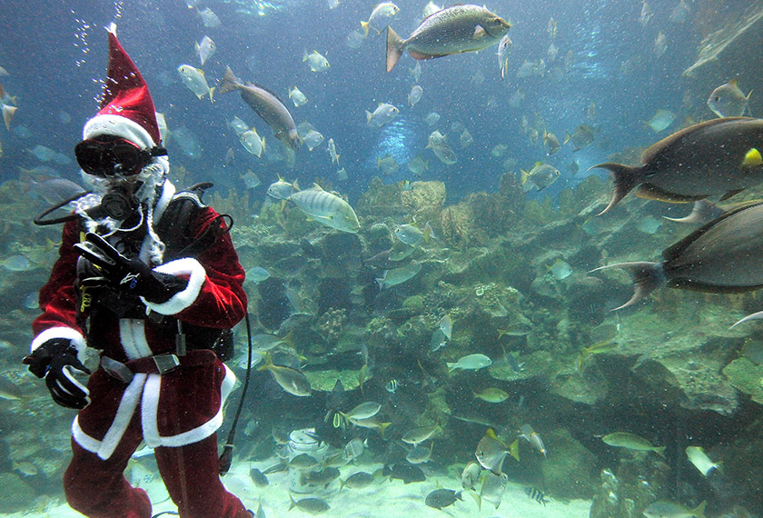 A diver dressed as Santa waving to children at the on Christmas Day at Aquaria KLCC. A diver dressed as Santa waving to children at the on Christmas Day at Aquaria KLCC.