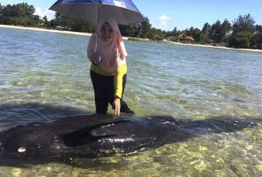 Anak Ikan Paus Kelasa Mati Terdampar di Labuan Anak Ikan Paus Kelasa Mati Terdampar di Labuan
