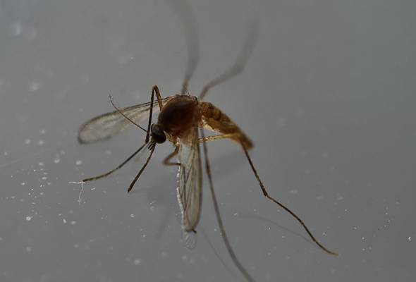 Johor monitors Zika situation in Singapore