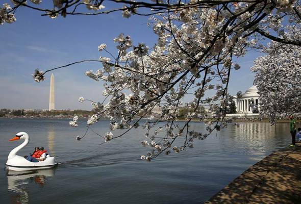 Cold snap whacks Washington's famed cherry blossoms