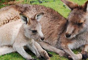 Http Www Astroawani Com Berita Malaysia Singapura Nyatakan