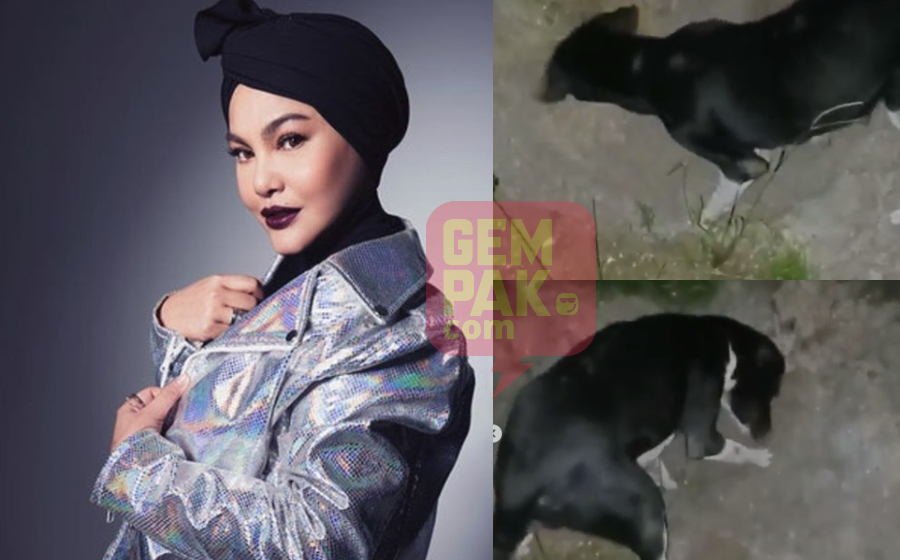 Asalnya Street Dog Anjing Jadi Penjaga Depan Rumah Umie Aida Astro Awani Asalnya Street Dog Anjing Jadi Penjaga Depan Rumah Umie Aida Astro Awani