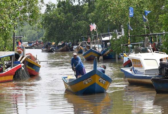 COVID-19: No buyers for Kuala Sanglang fish