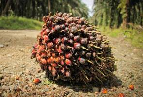 Kerajaan akan kenal pasti kaedah sesuai atasi kekurangan pekerja ladang – Mustapa