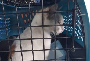 Kucing ditahan menyeludup dadah ke dalam penjara