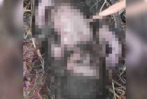 Mayat bayi lelaki dihurung semut ditemui di tepi jejantas