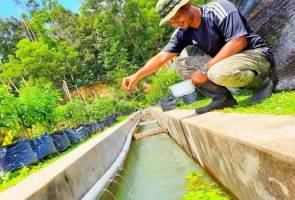 Ternak ikan tilapia dalam longkang Ternak ikan tilapia dalam longkang