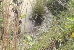 Penduduk kampung gempar buaya timbul dalam tali air sawah padi