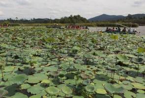 Istana Pahang mahu aktiviti perlombongan di Tasik Chini dihentikan