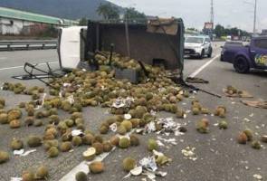 Lori terbalik, 1 tan durian bertaburan di lebuh raya Lori terbalik, 1 tan durian bertaburan di lebuh raya