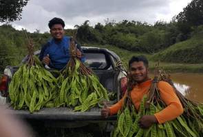 Jual petai 'online', pemandu pelancong kini menjadi pemanjat pokok petai Jual petai 'online', pemandu pelancong kini menjadi pemanjat pokok petai