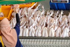 Pembekal, pemborong didakwa hadkan bekalan ayam kepada peniaga