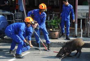 Penduduk Kampung Kelongkong resah 'diserang' babi hutan Penduduk Kampung Kelongkong resah 'diserang' babi hutan