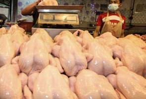 Intervensi kerajaan jamin kestabilan harga ayam standard – Nanta Intervensi kerajaan jamin kestabilan harga ayam standard – Nanta