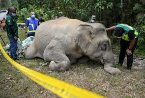 Gajah mati terduduk dipercayai makan baja tumbuhan Gajah mati terduduk dipercayai makan baja tumbuhan