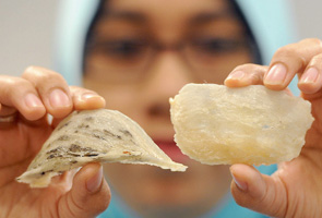 Malaysia kemukakan sijil sarang burung Malaysia kemukakan sijil sarang burung