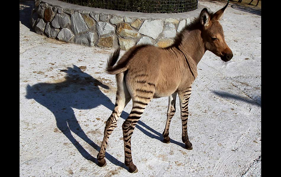 Haiwan kacukan kuda belang dan keledai di taman zoo Taigan di luar Simferopol pada 5 Ogos, 2014. Sebuah zoo di Crimea mempamerkan koleksi terbaharunya, seekor zebroid atau zonkey yang diberi nama Telegraph oleh penjaganya. Foto AFP / YURIY LASHOV Haiwan kacukan kuda belang dan keledai di taman zoo Taigan di luar Simferopol pada 5 Ogos, 2014. Sebuah zoo di Crimea mempamerkan koleksi terbaharunya, seekor zebroid atau zonkey yang diberi nama Telegraph oleh penjaganya. Foto AFP / YURIY LASHOV