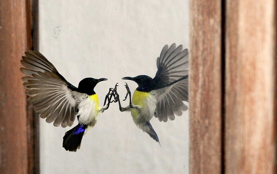 Seekor burung pelepah unggu mematuk pantulan imejnya di sebuah tingkap pejabat di Colombo, Sri Lanka pada 27 Oktober 2014. Sunbirds, merupakan spesis endemik yang terdapat di benua kecil India dikenali dengan tabiatnya yang suka mematuk tingkap yang menyangkakan terdapat burung lain yang cuba mengganggu kawasannya. - Gambar AFP/ Ishara S. KODIKARA Seekor burung pelepah unggu mematuk pantulan imejnya di sebuah tingkap pejabat di Colombo, Sri Lanka pada 27 Oktober 2014. Sunbirds, merupakan spesis endemik yang terdapat di benua kecil India dikenali dengan tabiatnya yang suka mematuk tingkap yang menyangkakan terdapat burung lain yang cuba mengganggu kawasannya. - Gambar AFP/ Ishara S. KODIKARA