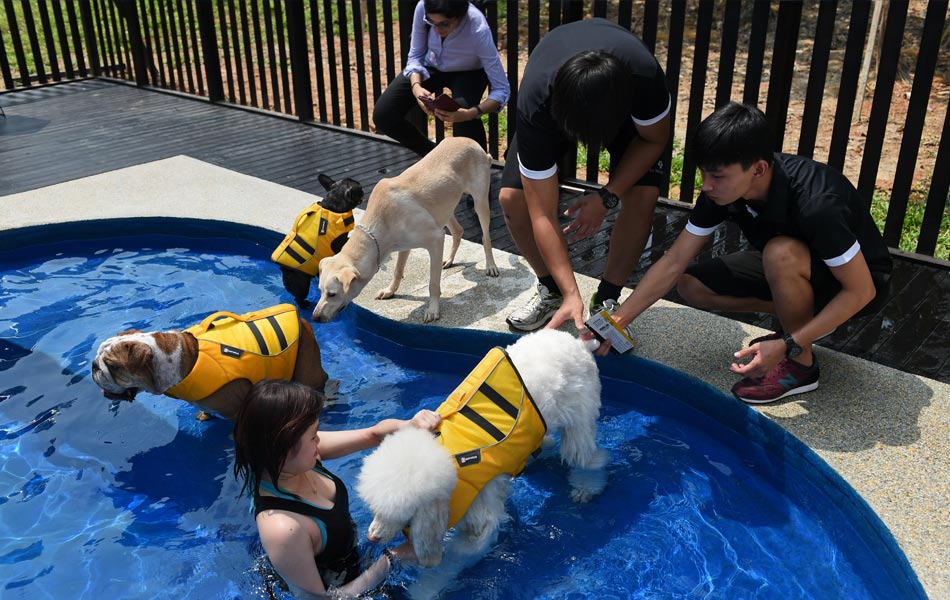 Beberapa kakitangan hotel ini membawa anjing ke dalam kolam renang yang berbentuk tulang. Hotel ini mempunyai keluasan 400 meter persegi. - AFP / ROSLAN RAHMAN Beberapa kakitangan hotel ini membawa anjing ke dalam kolam renang yang berbentuk tulang. Hotel ini mempunyai keluasan 400 meter persegi. - AFP / ROSLAN RAHMAN