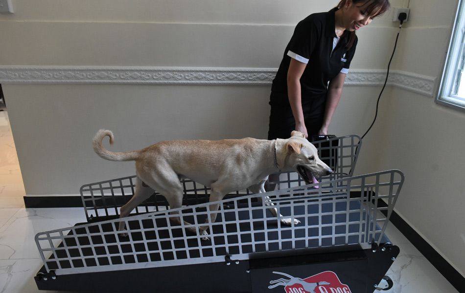 Seekor anjing sedang menggunakan mesin senaman'treadmill' dengan dibantu oleh salah seorang pekerja hotel itu. Hotel yang dibina khas untuk kegunaan anjing ini turut menyediakan perkhidmatan kepada haiwan lain seperti kucing. AFP / ROSLAN RAHMAN Seekor anjing sedang menggunakan mesin senaman'treadmill' dengan dibantu oleh salah seorang pekerja hotel itu. Hotel yang dibina khas untuk kegunaan anjing ini turut menyediakan perkhidmatan kepada haiwan lain seperti kucing. AFP / ROSLAN RAHMAN