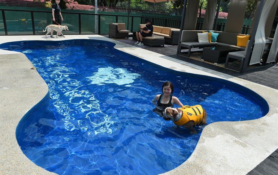 Kelihatan seorang petugas hotel sedang membawa seekor anjing berenang dalam kolam renang berbentuk tulang. Pemilik haiwan peliharaan juga boleh menggunakan perkhidmatan lain yang terdapat di dalam hotel ini seperti spa yang menyediakan rawatan kuku, mandian, dan urutan aromaterapi. - AFP / ROSLAN RAHMAN Kelihatan seorang petugas hotel sedang membawa seekor anjing berenang dalam kolam renang berbentuk tulang. Pemilik haiwan peliharaan juga boleh menggunakan perkhidmatan lain yang terdapat di dalam hotel ini seperti spa yang menyediakan rawatan kuku, mandian, dan urutan aromaterapi. - AFP / ROSLAN RAHMAN