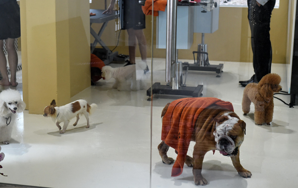Kelihatan beberapa ekor anjing sedang berkeliaran di dalam sebuah spa di hotel mewah untuk haiwan peliharaan Wagington, Singapura pada 4 November 2014. AFP / ROSLAN RAHMAN Kelihatan beberapa ekor anjing sedang berkeliaran di dalam sebuah spa di hotel mewah untuk haiwan peliharaan Wagington, Singapura pada 4 November 2014. AFP / ROSLAN RAHMAN