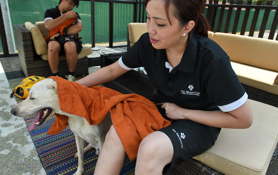 Seorang petugas mengeringkan seekor anjing yang baru selesai berenang. Hotel ini juga menyediakan perkhidmatan limusin yang menghantar anjing ke atau dari rumah pemilik mereka. - AFP / ROSLAN RAHMAN Seorang petugas mengeringkan seekor anjing yang baru selesai berenang. Hotel ini juga menyediakan perkhidmatan limusin yang menghantar anjing ke atau dari rumah pemilik mereka. - AFP / ROSLAN RAHMAN