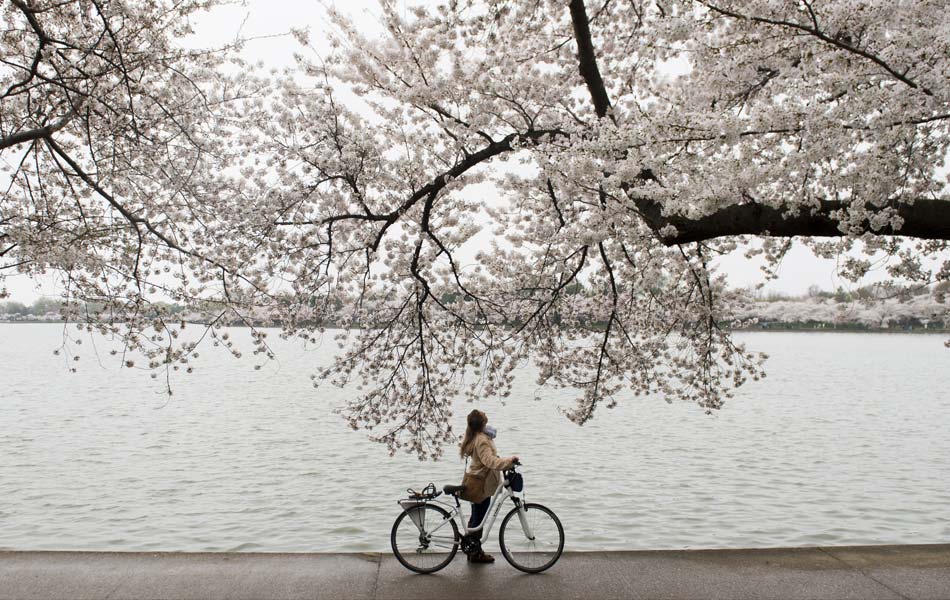 Seorang penunggang basikat berhenti untuk memandang di pokok-pokok ceri kerana mereka berkembang dengan bunga di sekitar Lembangan Tidal di National Mall di Washington DC, pada 10 April 2015. - AFP PHOTO/SAUL LOEB Seorang penunggang basikat berhenti untuk memandang di pokok-pokok ceri kerana mereka berkembang dengan bunga di sekitar Lembangan Tidal di National Mall di Washington DC, pada 10 April 2015. - AFP PHOTO/SAUL LOEB