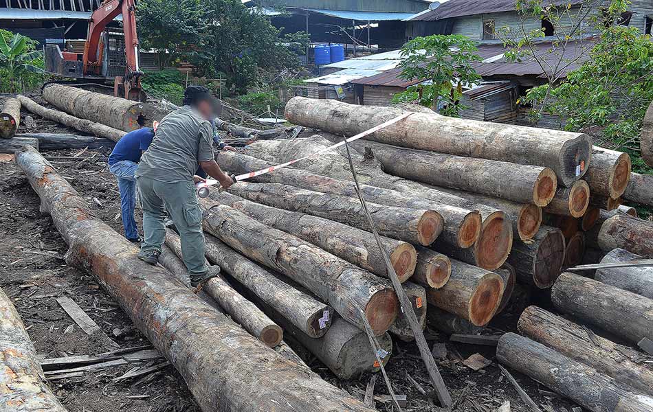 Operasi bersepadu yang melibatkan sekurang-kurangnya 400 orang pegawai dan anggota dari Semenanjung Malaysia serta Sabah dan Sarawak ini diketuai oleh Suruhanjaya Pencegahan Rasuah Malaysia (SPRM) dengan kerjasama Kerajaan Negeri Sarawak, Polis Diraja Malaysia termasuklah Pasukan Gerakan Am, Jabatan Perhutanan Negeri Sarawak dan Lembaga Hasil Dalam Negeri. Operasi bersepadu yang melibatkan sekurang-kurangnya 400 orang pegawai dan anggota dari Semenanjung Malaysia serta Sabah dan Sarawak ini diketuai oleh Suruhanjaya Pencegahan Rasuah Malaysia (SPRM) dengan kerjasama Kerajaan Negeri Sarawak, Polis Diraja Malaysia termasuklah Pasukan Gerakan Am, Jabatan Perhutanan Negeri Sarawak dan Lembaga Hasil Dalam Negeri.