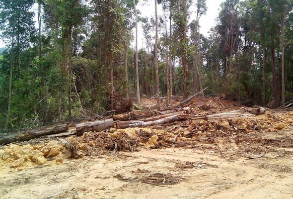 Notis henti kerja dikeluarkan berikutan penemuan kayu balak disyaki dicuri Notis henti kerja dikeluarkan berikutan penemuan kayu balak disyaki dicuri