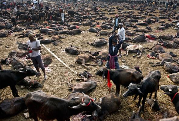 Nepal temple bans mass animal slaughter Nepal temple bans mass animal slaughter