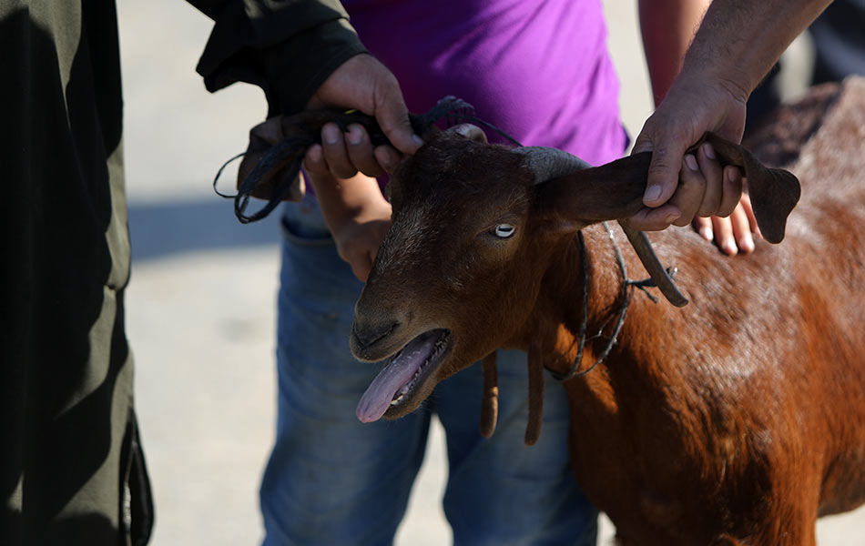 Beberapa lelaki Palestin memegang seekor kambing di sebuah pasar ternakan di Deir al-Balah, Semenanjung Gaza, menjelang Hari Raya Aidiladha pada 22 September 2015. Hari raya korban ini disambut bagi memperingati iman Nabi Ibrahim a.s. yang sanggup mengorbankan anaknya demi taat kepada Allah. - Foto AFP/Mahmud Hams Beberapa lelaki Palestin memegang seekor kambing di sebuah pasar ternakan di Deir al-Balah, Semenanjung Gaza, menjelang Hari Raya Aidiladha pada 22 September 2015. Hari raya korban ini disambut bagi memperingati iman Nabi Ibrahim a.s. yang sanggup mengorbankan anaknya demi taat kepada Allah. - Foto AFP/Mahmud Hams