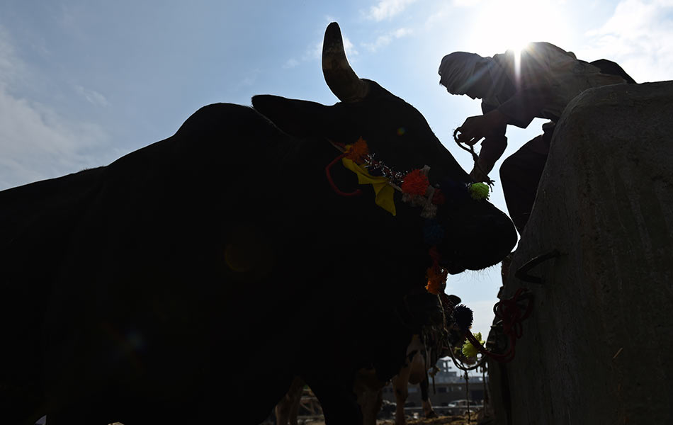 Seorang pedagang lembu Afghan menghiasi lembunya untuk menarik pelanggan di sebuah pasar ternakan menjelang perayaan Hari Raya Aidiladha di Kabul pada 22 September 2015. - Foto AFP/Shah Marai Seorang pedagang lembu Afghan menghiasi lembunya untuk menarik pelanggan di sebuah pasar ternakan menjelang perayaan Hari Raya Aidiladha di Kabul pada 22 September 2015. - Foto AFP/Shah Marai