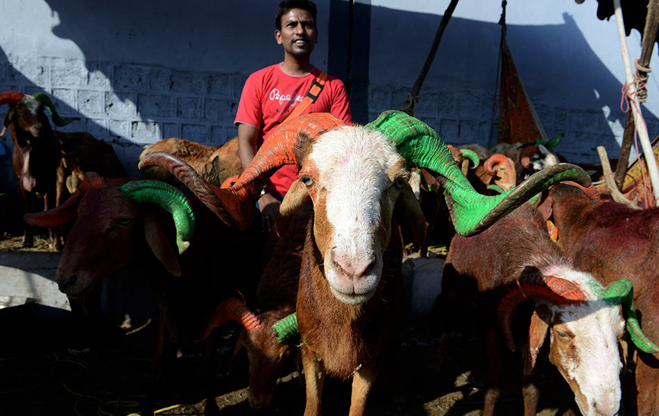Seorang pedagang India Muslim mengendalikan kambing di sebuah pasar ternakan di Hyderabad pada 22 September 2015 menjelang Hari Raya Aidiladha. Perayaan ini disambut oleh umat Islam di seluruh dunia sebagai memperingati kesanggupan Nabi Ibrahim a.s. untuk mengorbankan anaknya bagi membuktikan ketaatannya kepada Allah. Mengikut tradisi, lembu, unta, kambing dan biri-biri disembelih pada hari yang dianggapkan paling suci. - Foto AFP/Noah Seelam Seorang pedagang India Muslim mengendalikan kambing di sebuah pasar ternakan di Hyderabad pada 22 September 2015 menjelang Hari Raya Aidiladha. Perayaan ini disambut oleh umat Islam di seluruh dunia sebagai memperingati kesanggupan Nabi Ibrahim a.s. untuk mengorbankan anaknya bagi membuktikan ketaatannya kepada Allah. Mengikut tradisi, lembu, unta, kambing dan biri-biri disembelih pada hari yang dianggapkan paling suci. - Foto AFP/Noah Seelam