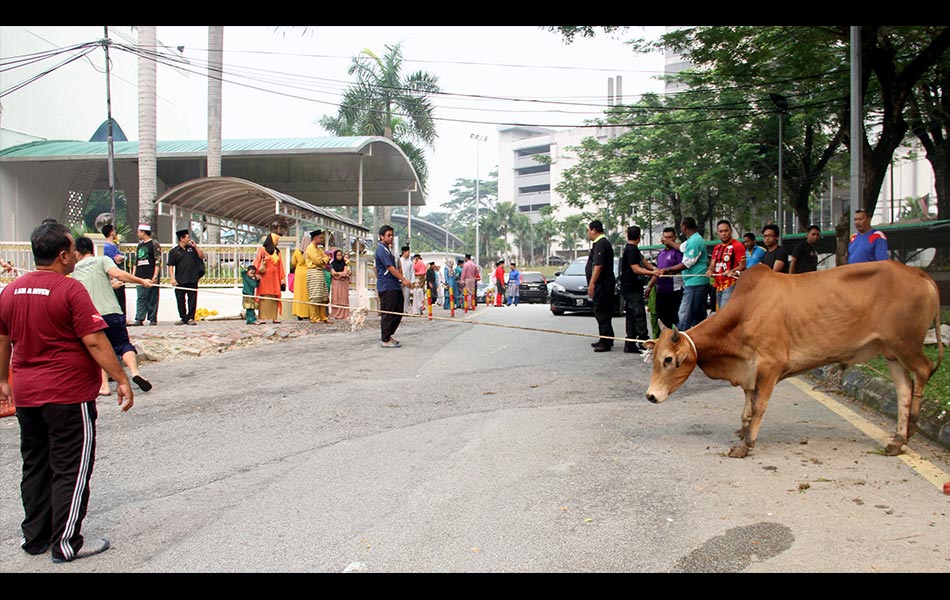 Penduduk setempat bekerjasama menarik seekor lembu untuk dikorbankan pada majlis korban dan solat sunat Aidiladha di Masjid Bukit Aman pada 24 September, 2015. - fotoBERNAMA (DIGI) Penduduk setempat bekerjasama menarik seekor lembu untuk dikorbankan pada majlis korban dan solat sunat Aidiladha di Masjid Bukit Aman pada 24 September, 2015. - fotoBERNAMA (DIGI)