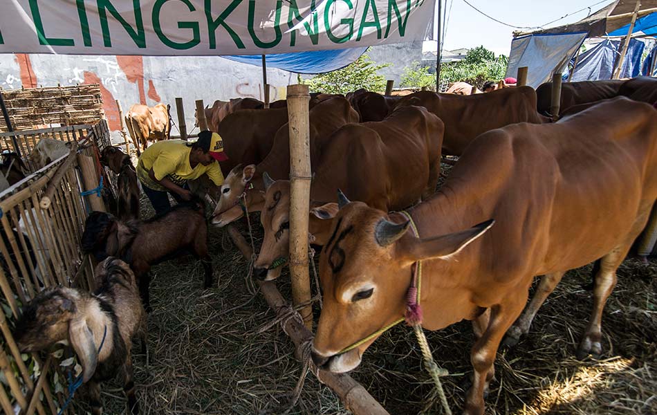 Seorang pekerja melayan lembu yang dipamerkan untuk dijual di pasar haiwan ternakan menjelang Hari Raya Korban di Surabaya, Indonesia pada 22 September 2015. - Foto AFP/Juni Kriswanto Seorang pekerja melayan lembu yang dipamerkan untuk dijual di pasar haiwan ternakan menjelang Hari Raya Korban di Surabaya, Indonesia pada 22 September 2015. - Foto AFP/Juni Kriswanto