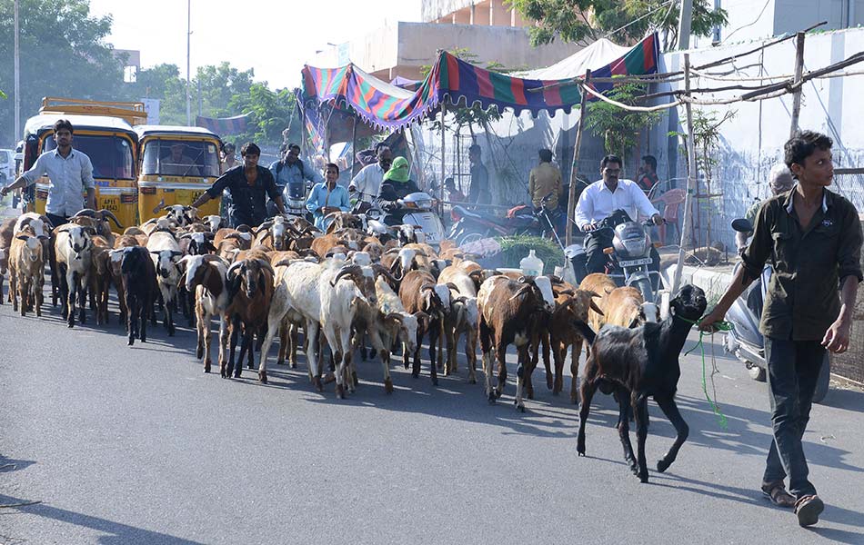 Seorang penjual India Muslim mengalihkan kambing di sebuah pasar ternakan di Hyderabad pada 22 September 2015 sebagai persiapan Hari Raya Aidiladha. - Foto AFP/Noah Seelam Seorang penjual India Muslim mengalihkan kambing di sebuah pasar ternakan di Hyderabad pada 22 September 2015 sebagai persiapan Hari Raya Aidiladha. - Foto AFP/Noah Seelam