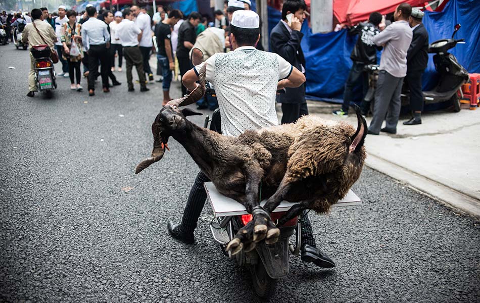 Seorang lelaki membawa seekor haiwan untuk disembelih sempena sambutan Hari Raya Aidiladha di Shanghai pada 24 September, 2015. - Foto AFP/JOHANNES EISELE Seorang lelaki membawa seekor haiwan untuk disembelih sempena sambutan Hari Raya Aidiladha di Shanghai pada 24 September, 2015. - Foto AFP/JOHANNES EISELE