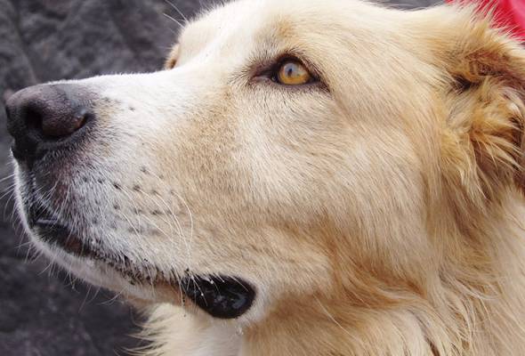 Undang Undang Kecil Pelesenan Anjing Di Sarawak Berkuat Kuasa 1