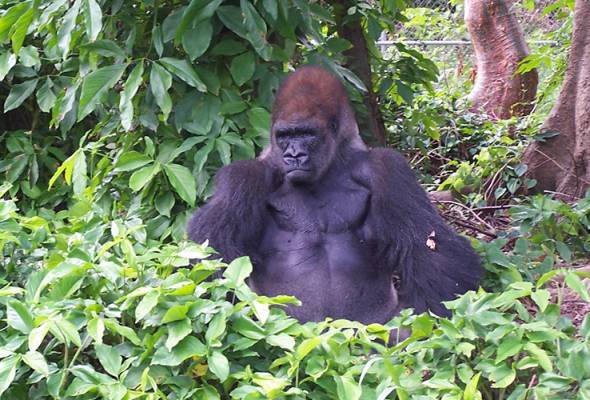 Kecuaian ibu bapa punca gorila mati ditembak di zoo AS - Aktivis haiwan Kecuaian ibu bapa punca gorila mati ditembak di zoo AS - Aktivis haiwan