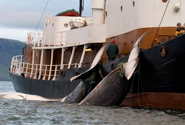 Parlimen Eropah minta Jepun hentikan pemburuan ikan paus Parlimen Eropah minta Jepun hentikan pemburuan ikan paus