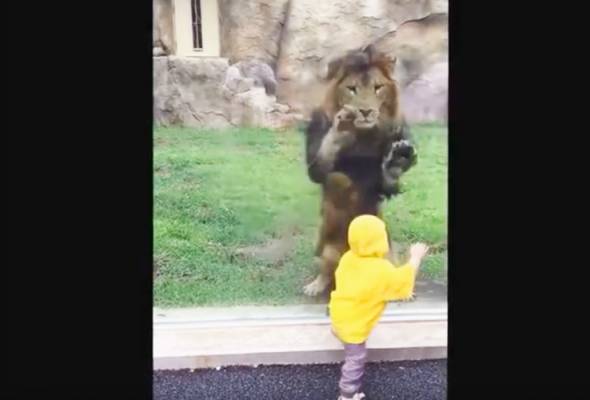 Detik cemas kanak-kanak diterkam singa di zoo Jepun jadi viral Detik cemas kanak-kanak diterkam singa di zoo Jepun jadi viral