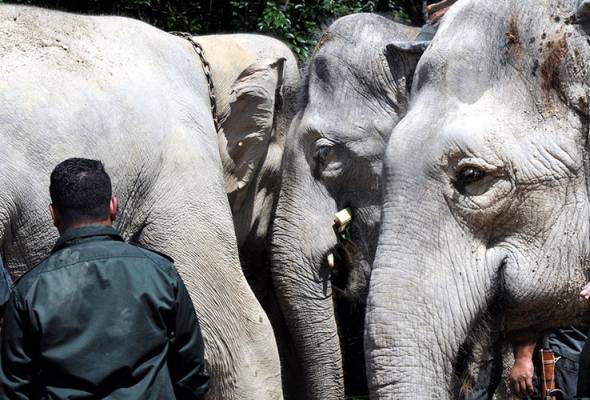 Gajah jantan liar dipindah ke Hutan Simpan Royal Belum Gajah jantan liar dipindah ke Hutan Simpan Royal Belum