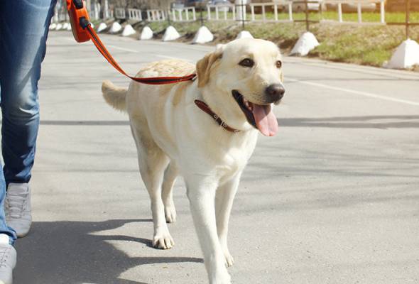 Kes rabies dikesan di Kuala Sepetang, Taiping - KP Veterinar | Astro Awani