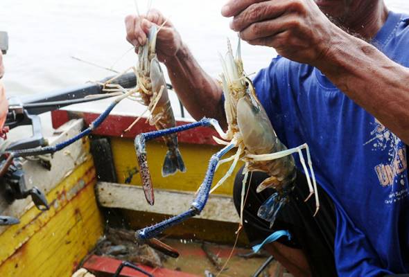 Lambakan udang galah: Jabatan Perikanan perketat pemeriksaan Lambakan udang galah: Jabatan Perikanan perketat pemeriksaan
