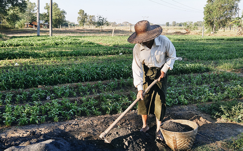  U Ko Aye starts work every day at sunrise, takes a lunch break at 11AM and only leaves the farm at sunset. Karim Raslan Photo